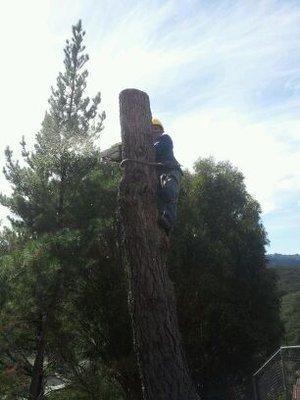 treecutting4